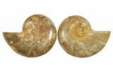 Jurassic Cut & Polished Ammonite Fossil - Madagascar #289384-1
